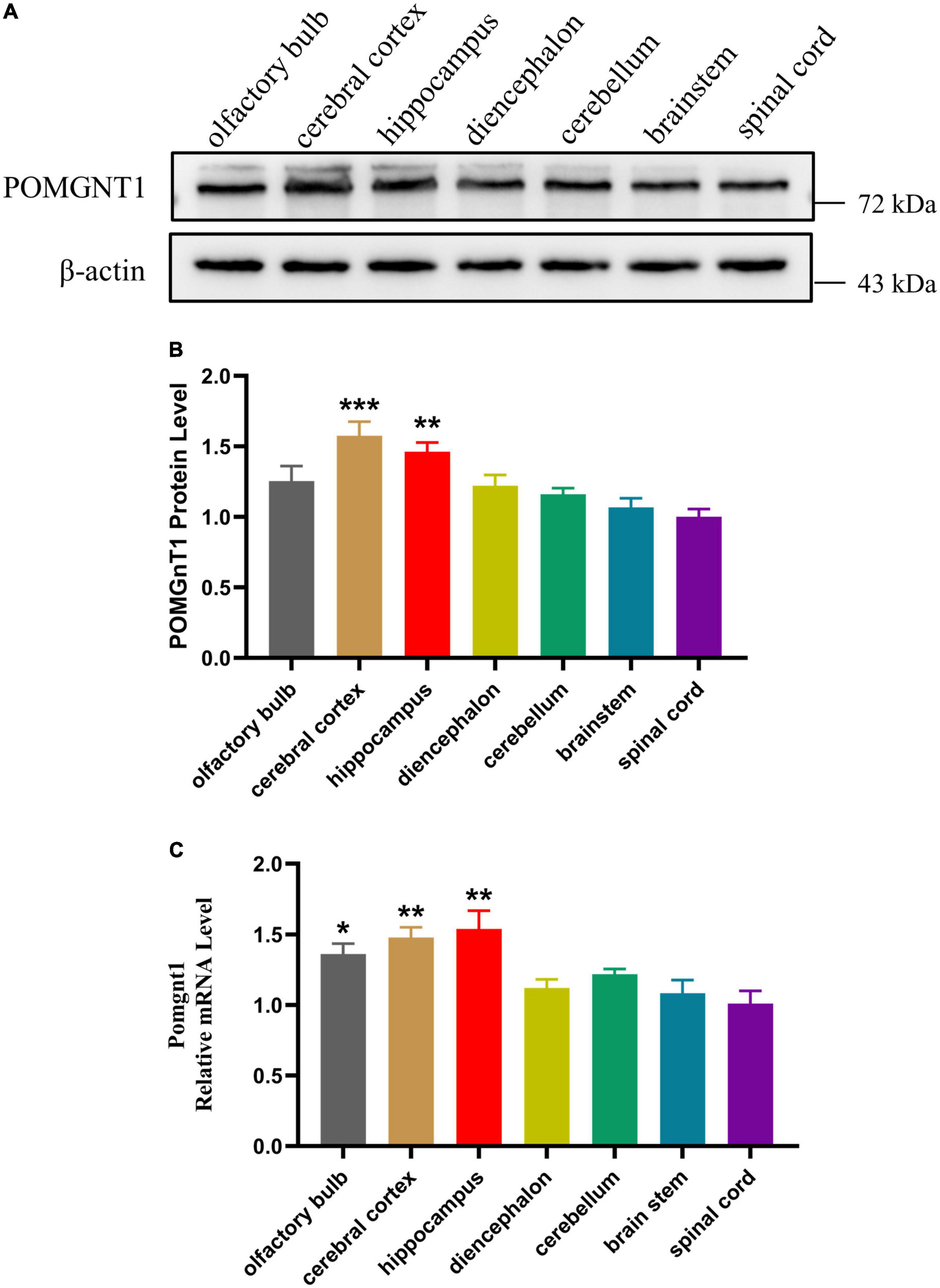 Analysis of the expression and distribution of protein O-linked mannose β1,2-N-acetylglucosaminyltransferase 1 in the normal adult mouse brain